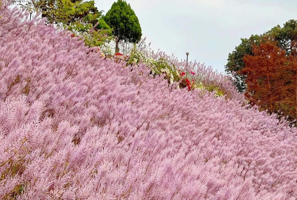 中寮景點｜瑰蜜甜心玫瑰園