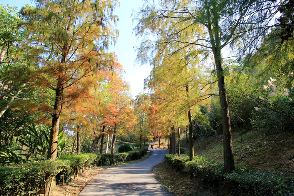 落羽松秘境 | 如光山寺池杉林浪漫橘紅小徑，我們一起在森林散步吧！