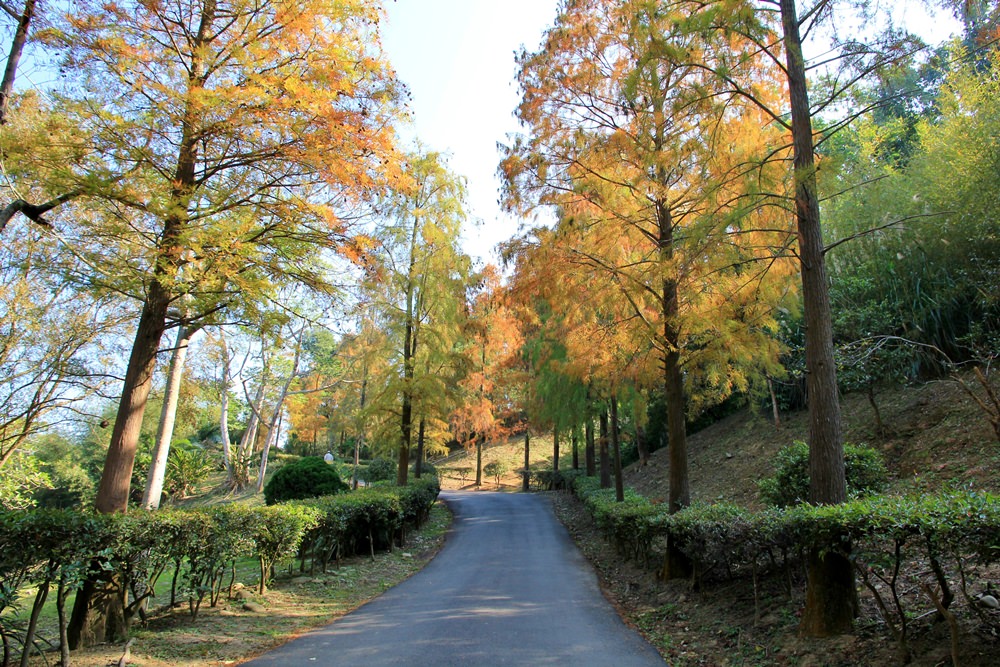 落羽松秘境 | 如光山寺池杉林浪漫橘紅小徑，我們一起在森林散步吧！