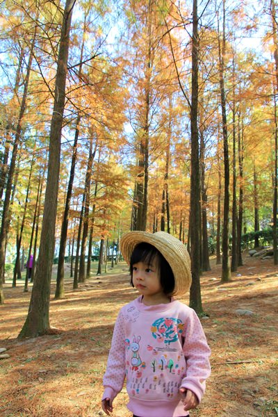 落羽松秘境 | 如光山寺池杉林浪漫橘紅小徑，我們一起在森林散步吧！