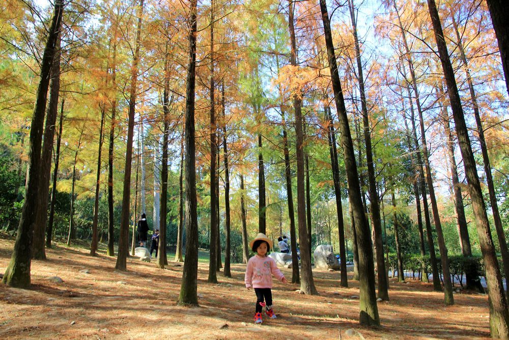 落羽松秘境 | 如光山寺池杉林浪漫橘紅小徑，我們一起在森林散步吧！