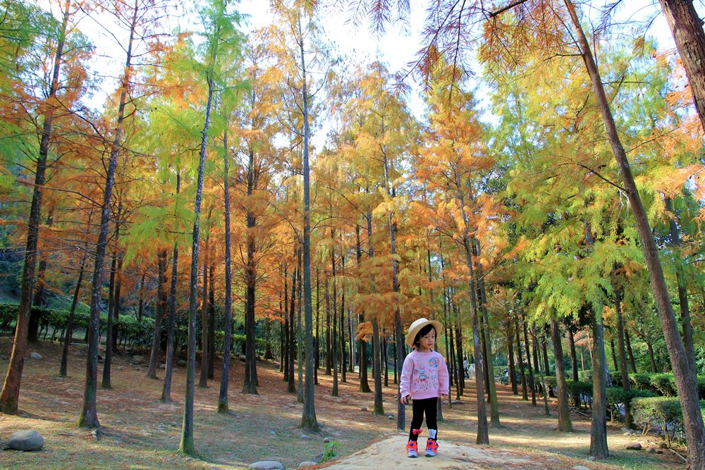 落羽松秘境 | 如光山寺池杉林浪漫橘紅小徑，我們一起在森林散步吧！