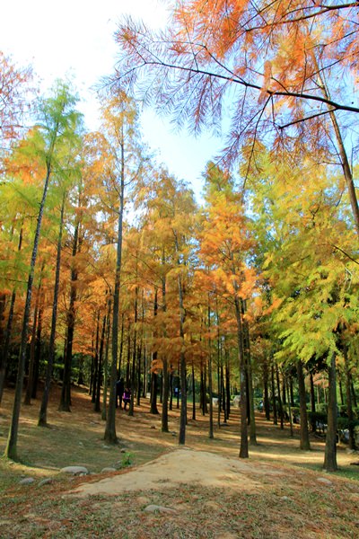 落羽松秘境 | 如光山寺池杉林浪漫橘紅小徑，我們一起在森林散步吧！