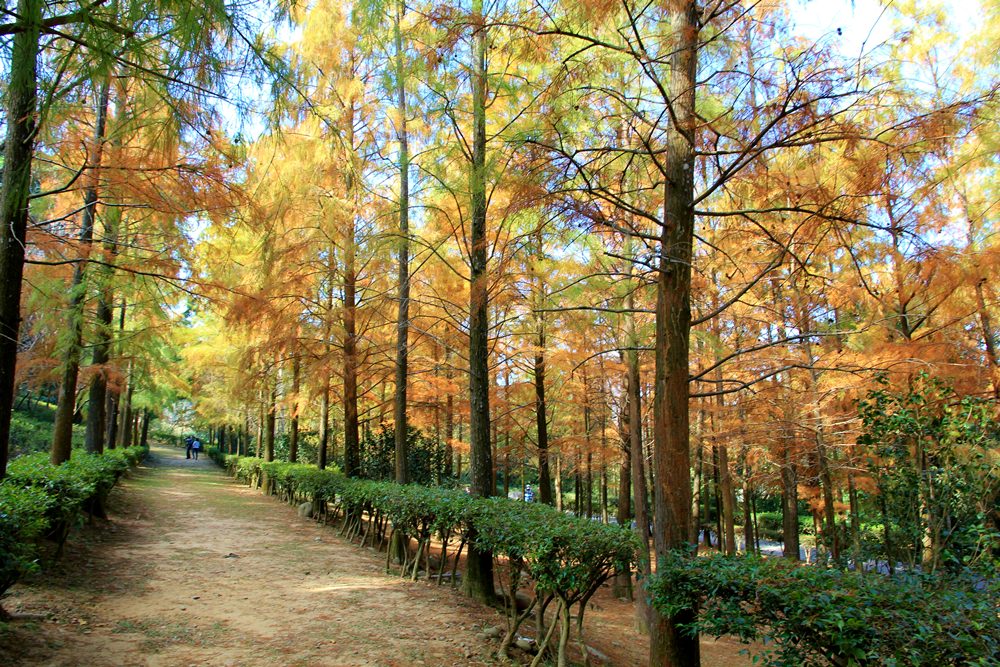 落羽松秘境 | 如光山寺池杉林浪漫橘紅小徑，我們一起在森林散步吧！