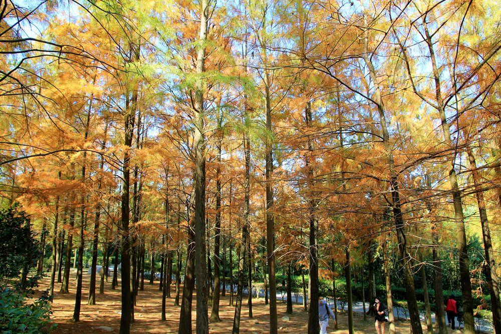 落羽松秘境 | 如光山寺池杉林浪漫橘紅小徑，我們一起在森林散步吧！