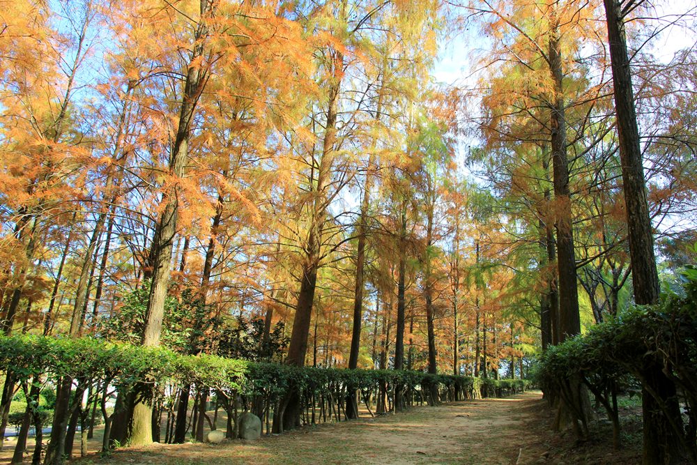 落羽松秘境 | 如光山寺池杉林浪漫橘紅小徑，我們一起在森林散步吧！