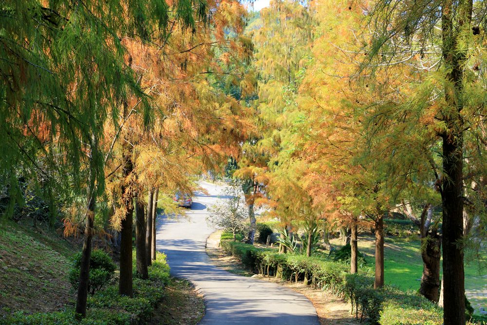 落羽松秘境 | 如光山寺池杉林浪漫橘紅小徑，我們一起在森林散步吧！