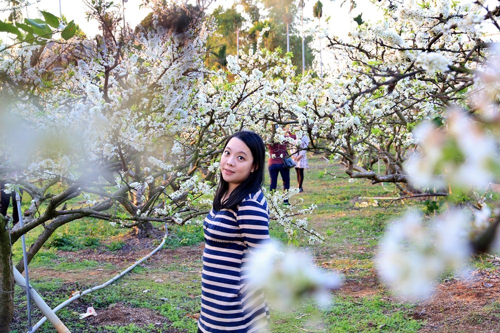 台中賞花秘境 | 豐原公老坪李花雪白世界，季節限定色美到讓人忘記煩憂~