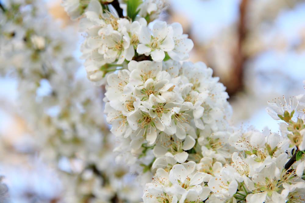 台中賞花秘境 | 豐原公老坪李花雪白世界，季節限定色美到讓人忘記煩憂~