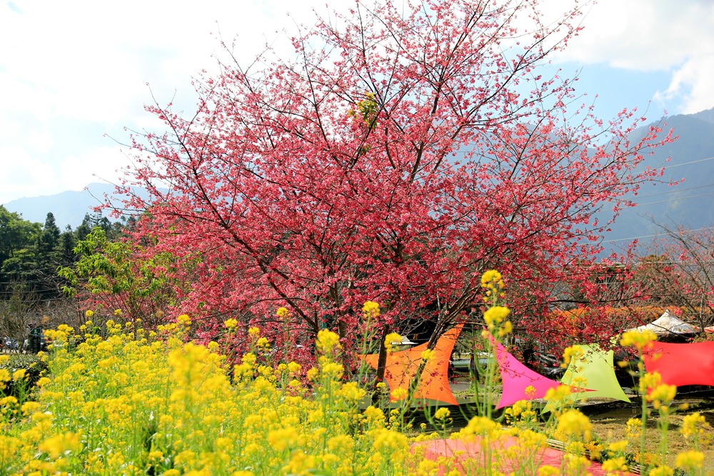 南投櫻花季 | 2018草坪頭櫻花粉紅風暴，秀麗山景與怒放櫻花美到炸～