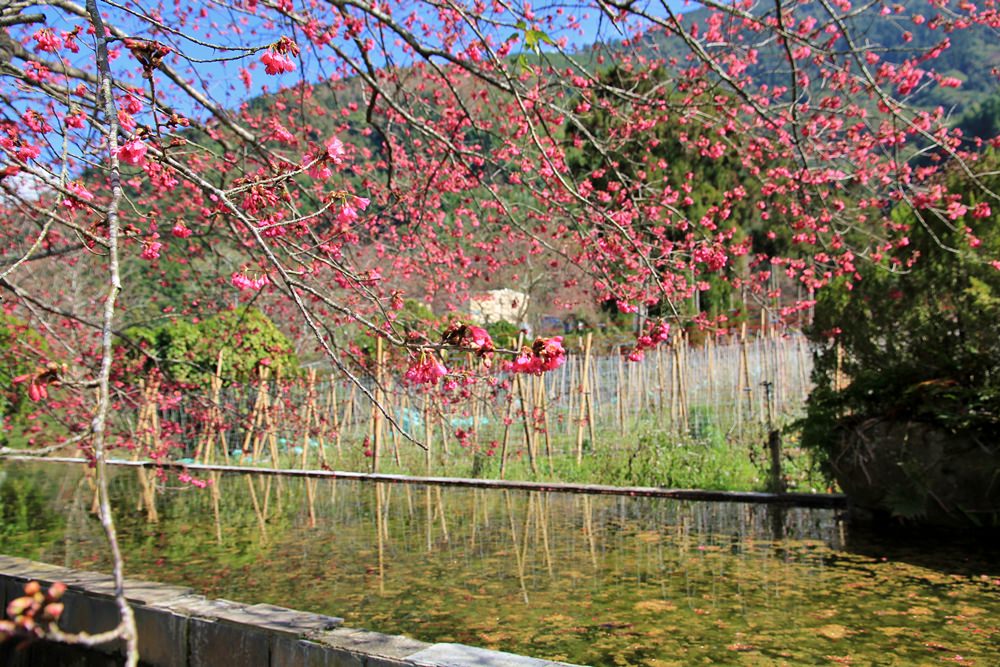 南投櫻花季 | 2018草坪頭櫻花粉紅風暴，秀麗山景與怒放櫻花美到炸～