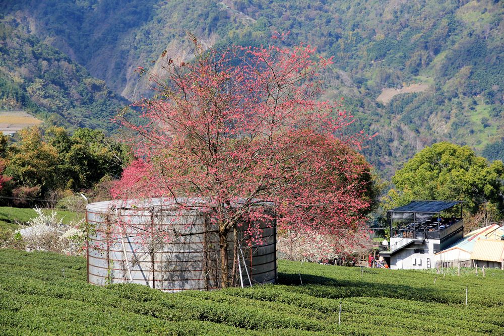 南投櫻花季 | 2018草坪頭櫻花粉紅風暴，秀麗山景與怒放櫻花美到炸～