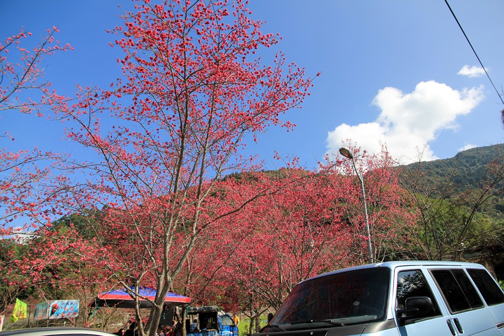 南投櫻花季 | 2018草坪頭櫻花粉紅風暴，秀麗山景與怒放櫻花美到炸～