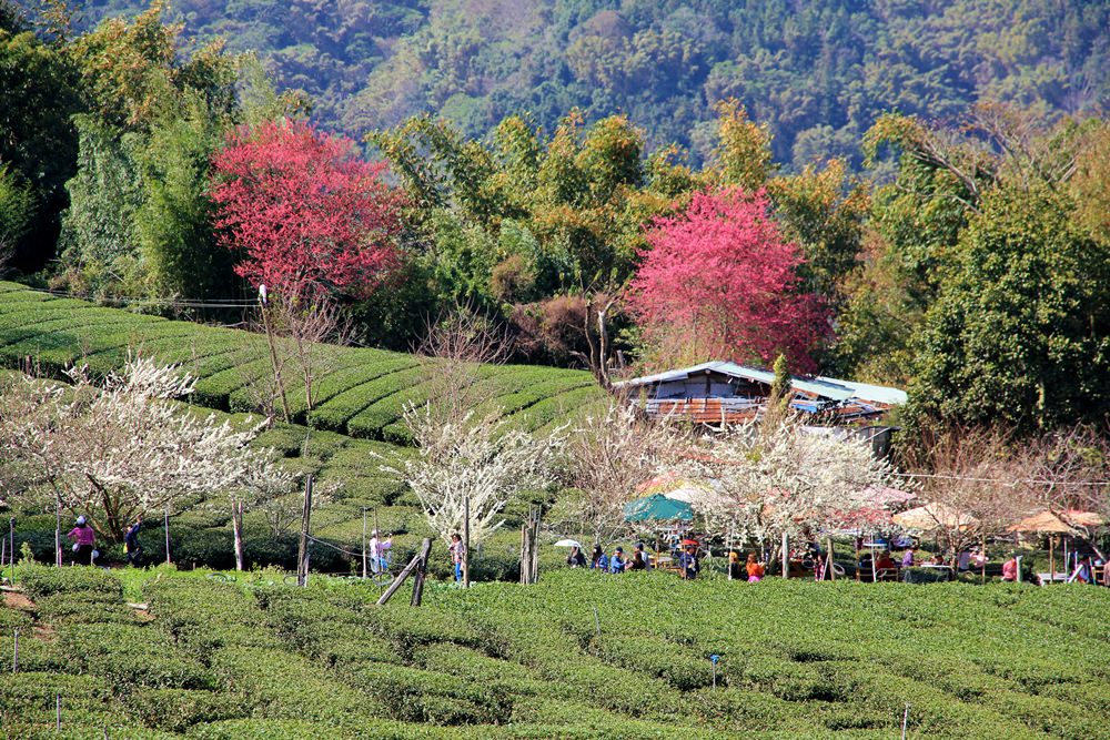 南投櫻花季 | 2018草坪頭櫻花粉紅風暴，秀麗山景與怒放櫻花美到炸～