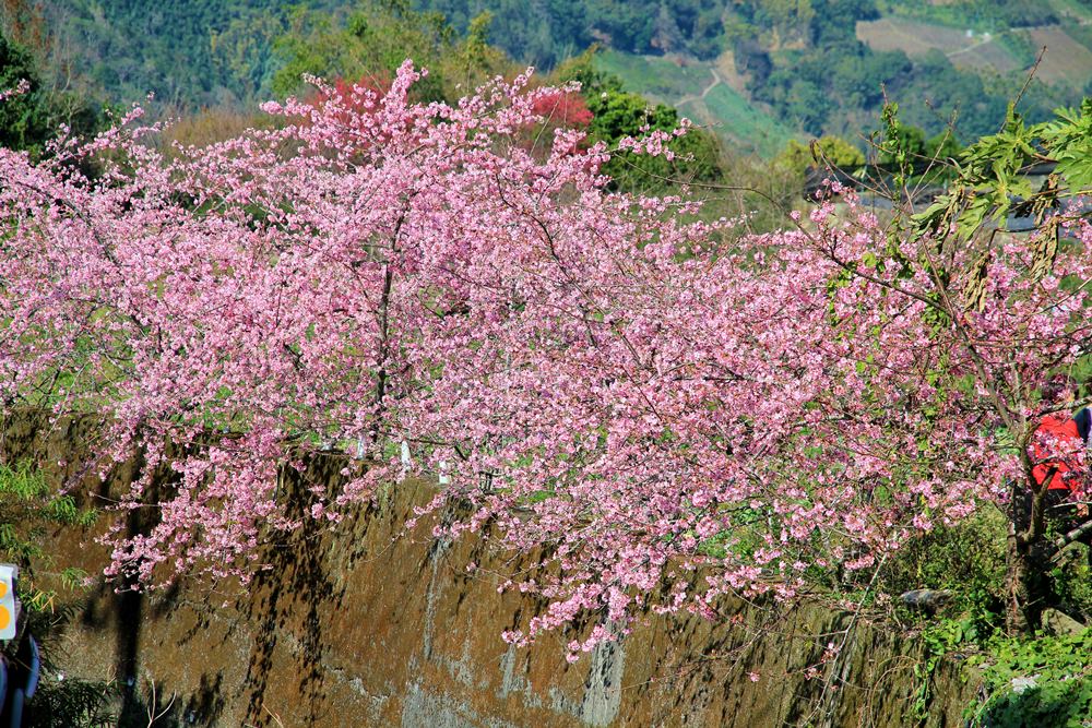 南投櫻花季 | 2018草坪頭櫻花粉紅風暴，秀麗山景與怒放櫻花美到炸～