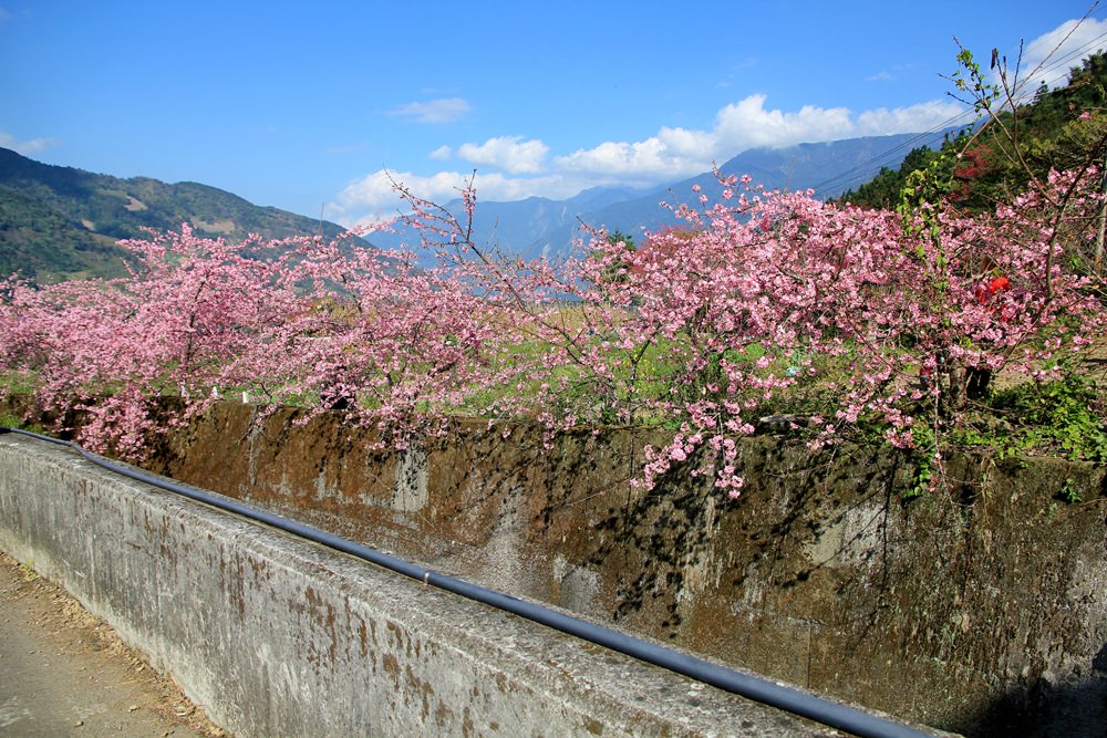 南投櫻花季 | 2018草坪頭櫻花粉紅風暴，秀麗山景與怒放櫻花美到炸～