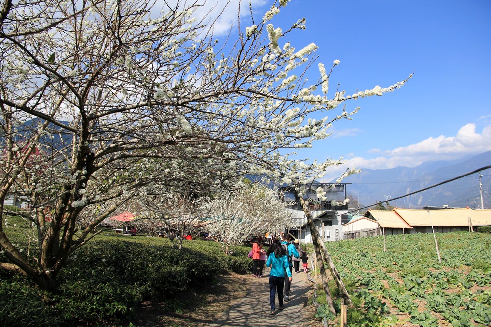 南投櫻花季 | 2018草坪頭櫻花粉紅風暴，秀麗山景與怒放櫻花美到炸～