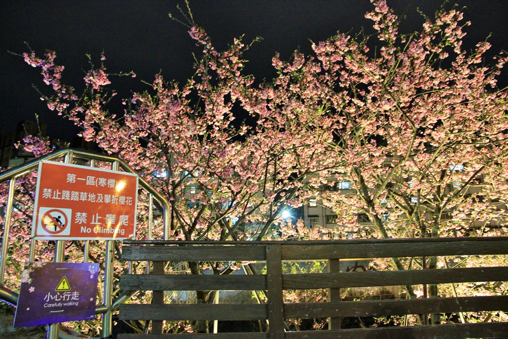 台北櫻花季 | 東湖樂活公園夜櫻粉紅風暴，河畔櫻花林越夜越浪漫~