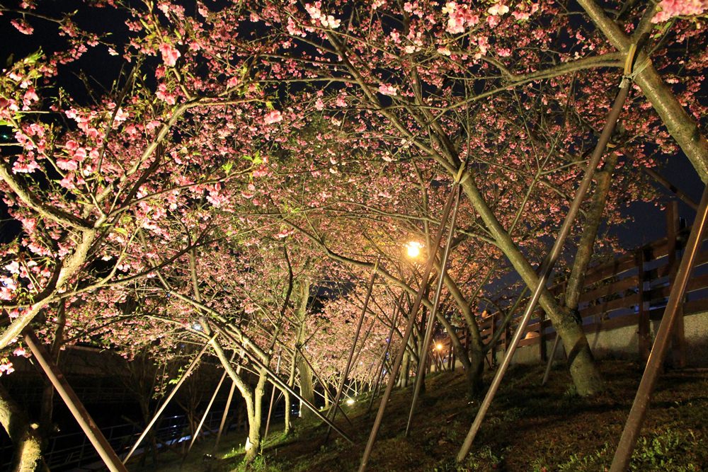 台北櫻花季 | 東湖樂活公園夜櫻粉紅風暴，河畔櫻花林越夜越浪漫~