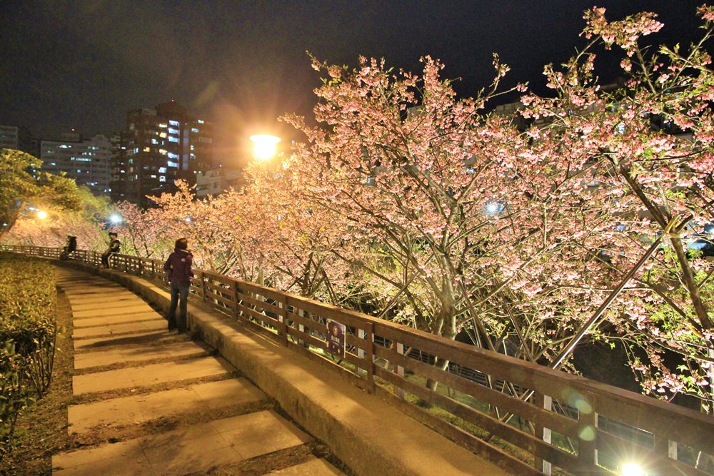 台北櫻花季 | 東湖樂活公園夜櫻粉紅風暴，河畔櫻花林越夜越浪漫~