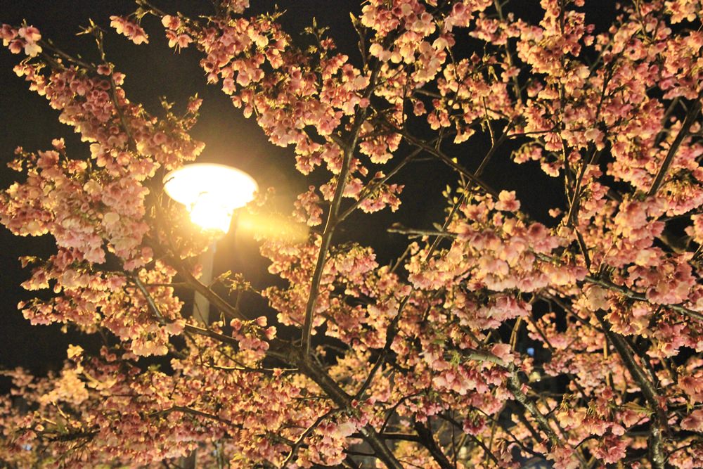 台北櫻花季 | 東湖樂活公園夜櫻粉紅風暴，河畔櫻花林越夜越浪漫~