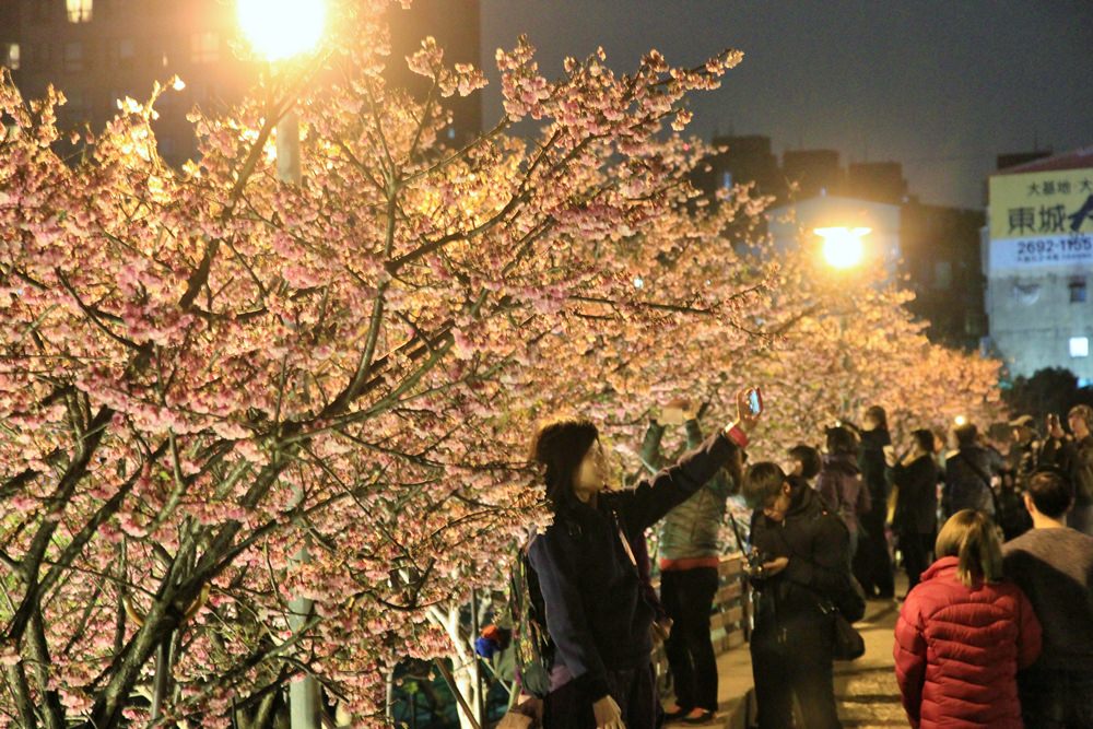 台北櫻花季 | 東湖樂活公園夜櫻粉紅風暴，河畔櫻花林越夜越浪漫~