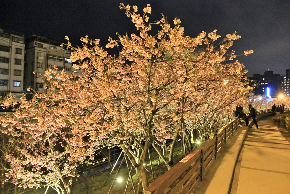 台北櫻花季 | 東湖樂活公園夜櫻粉紅風暴，河畔櫻花林越夜越浪漫~