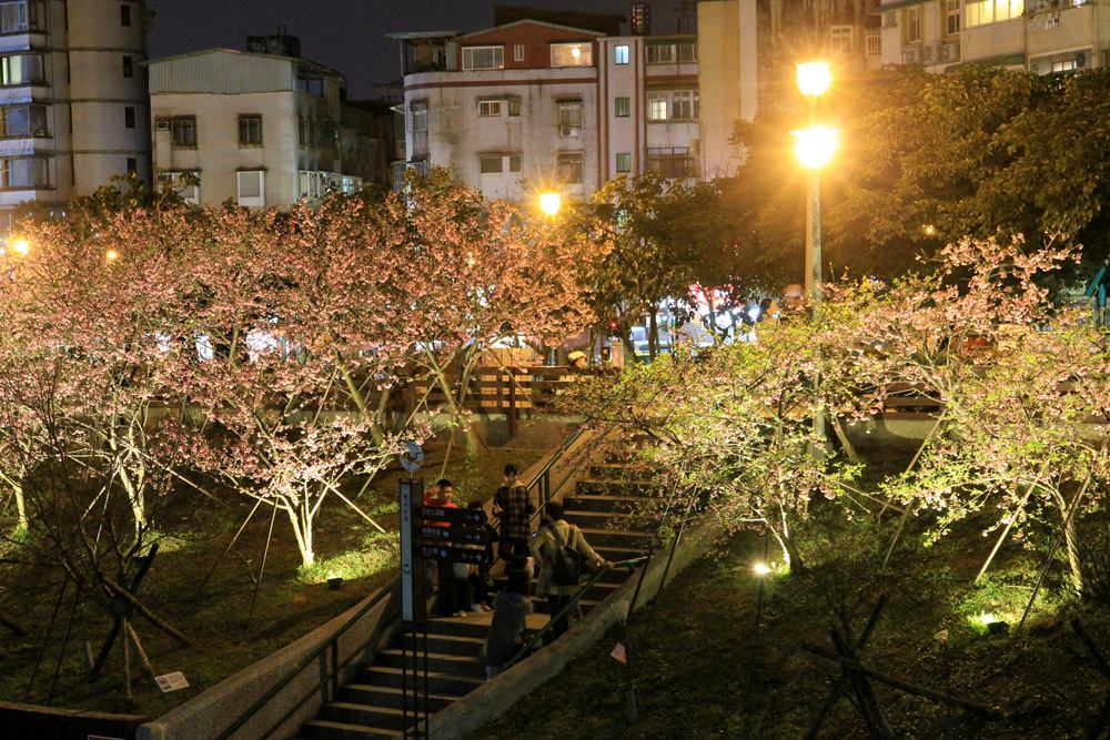 台北櫻花季 | 東湖樂活公園夜櫻粉紅風暴，河畔櫻花林越夜越浪漫~