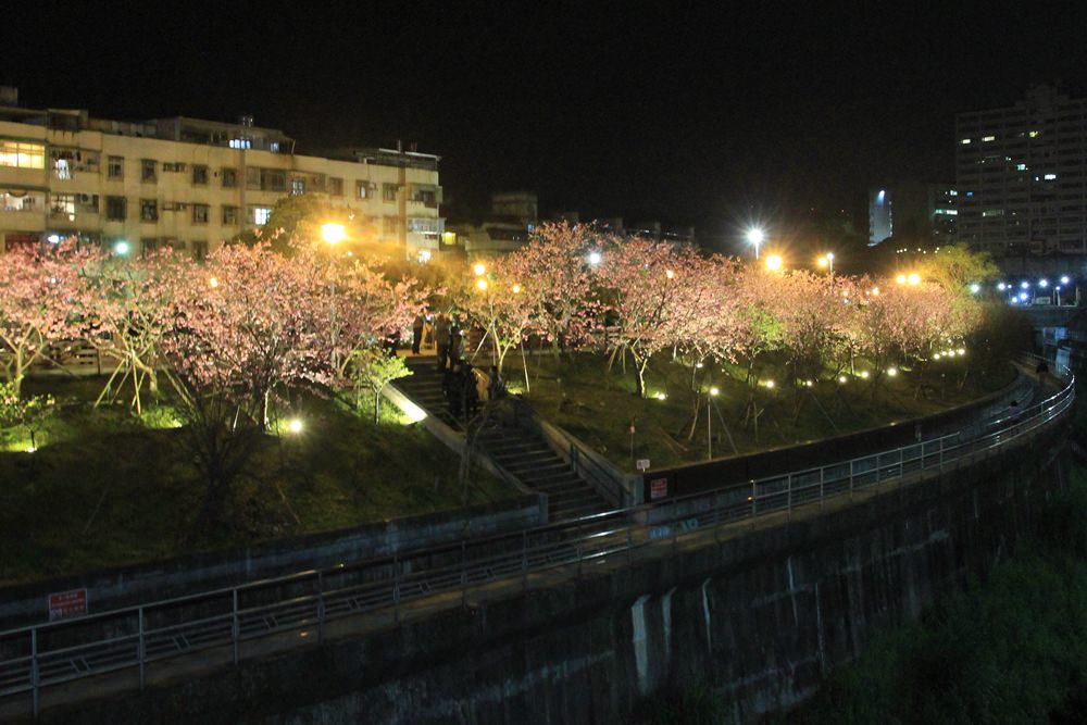 台北櫻花季 | 東湖樂活公園夜櫻粉紅風暴，河畔櫻花林越夜越浪漫~