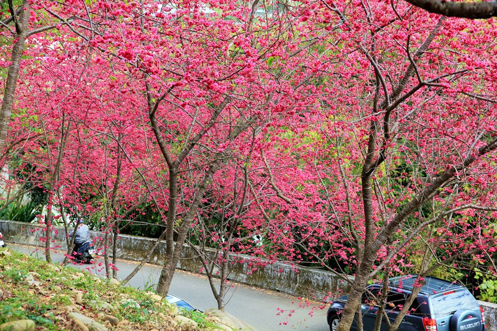 台中新社櫻花季 | 大南坡喬木咖啡櫻花風暴，怒放酒紅櫻花美如星空～