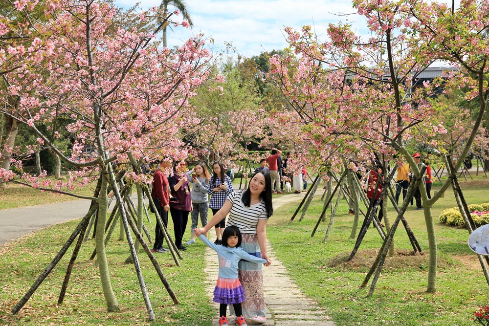 台中櫻花季 | 后里崴立機電粉紅櫻花風暴，千坪櫻花園免費參觀拍照！