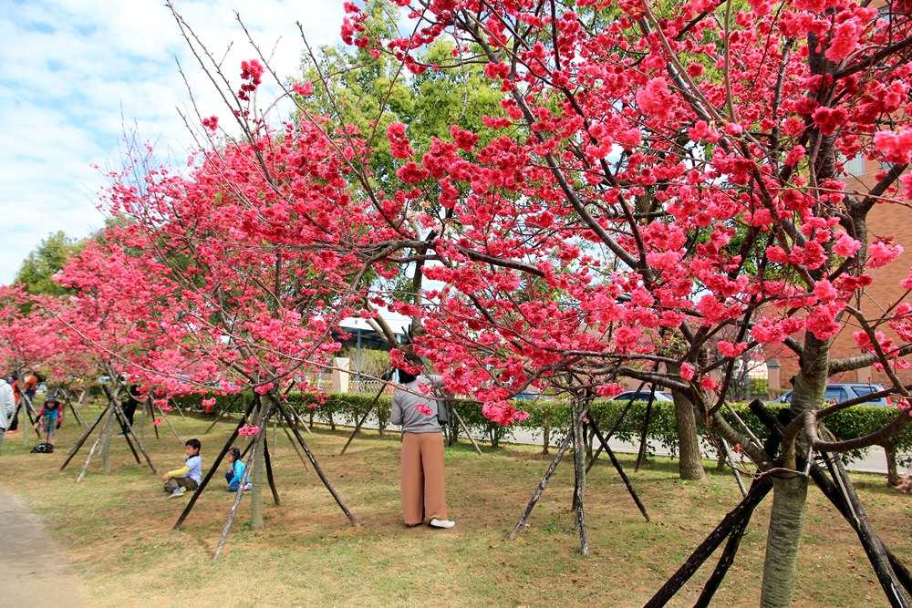 台中櫻花季 | 后里崴立機電粉紅櫻花風暴，千坪櫻花園免費參觀拍照！