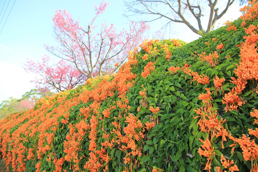 苗栗炮仗花季 | 銅鑼環保公園炮仗花橘色瀑布，夢幻櫻花隧道同步熱映！