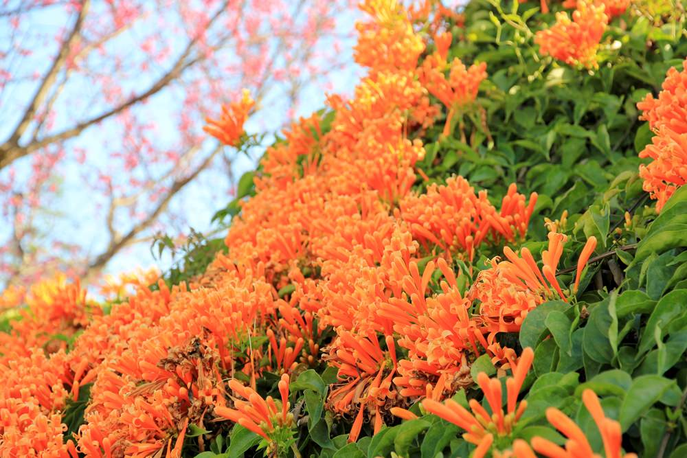 苗栗炮仗花季 | 銅鑼環保公園炮仗花橘色瀑布，夢幻櫻花隧道同步熱映！