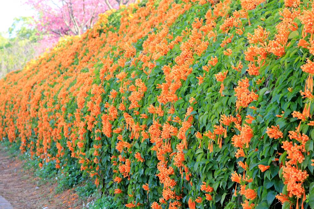 苗栗炮仗花季 | 銅鑼環保公園炮仗花橘色瀑布，夢幻櫻花隧道同步熱映！