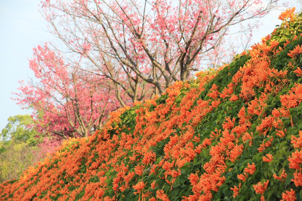 苗栗炮仗花季 | 銅鑼環保公園炮仗花橘色瀑布，夢幻櫻花隧道同步熱映！