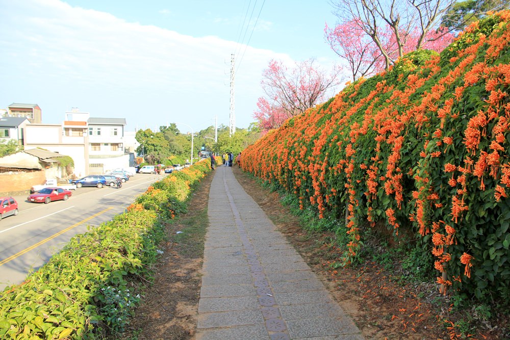 苗栗炮仗花季 | 銅鑼環保公園炮仗花橘色瀑布，夢幻櫻花隧道同步熱映！