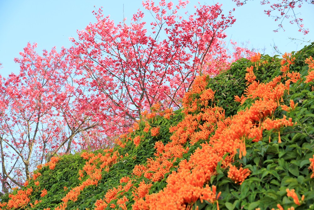 苗栗炮仗花季 | 銅鑼環保公園炮仗花橘色瀑布，夢幻櫻花隧道同步熱映！