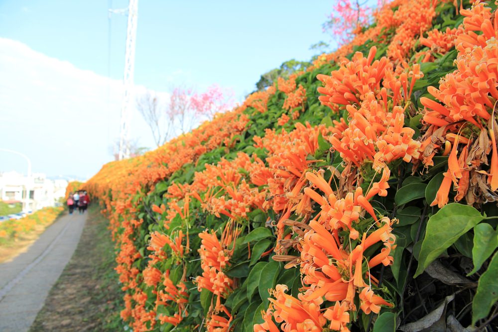 苗栗炮仗花季 | 銅鑼環保公園炮仗花橘色瀑布，夢幻櫻花隧道同步熱映！