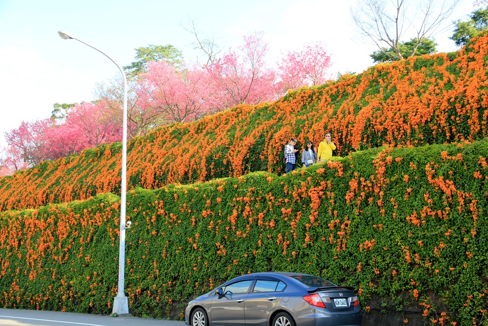 苗栗炮仗花季 | 銅鑼環保公園炮仗花橘色瀑布，夢幻櫻花隧道同步熱映！