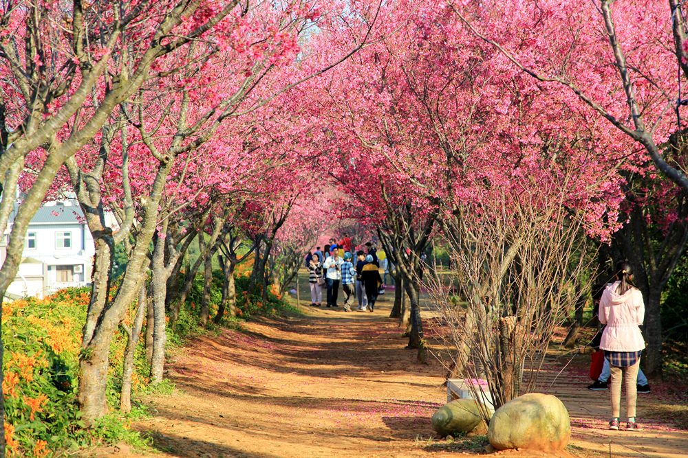 苗栗炮仗花季 | 銅鑼環保公園炮仗花橘色瀑布，夢幻櫻花隧道同步熱映！