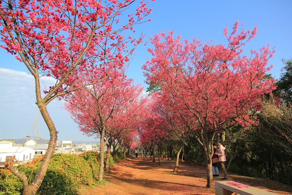 苗栗炮仗花季 | 銅鑼環保公園炮仗花橘色瀑布，夢幻櫻花隧道同步熱映！