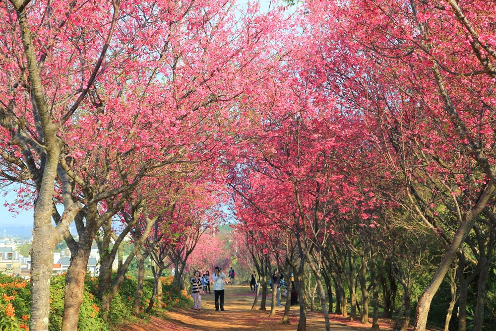 苗栗炮仗花季 | 銅鑼環保公園炮仗花橘色瀑布，夢幻櫻花隧道同步熱映！