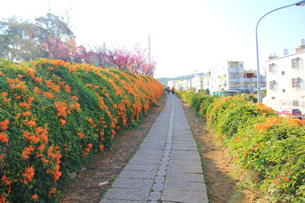 苗栗炮仗花季 | 銅鑼環保公園炮仗花橘色瀑布，夢幻櫻花隧道同步熱映！