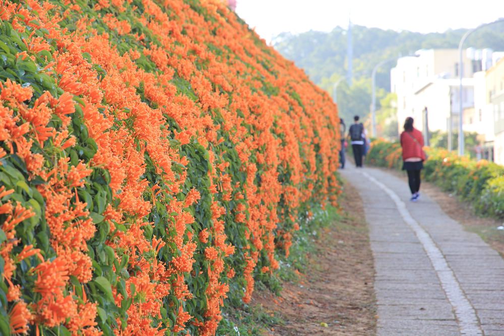 苗栗炮仗花季 | 銅鑼環保公園炮仗花橘色瀑布，夢幻櫻花隧道同步熱映！