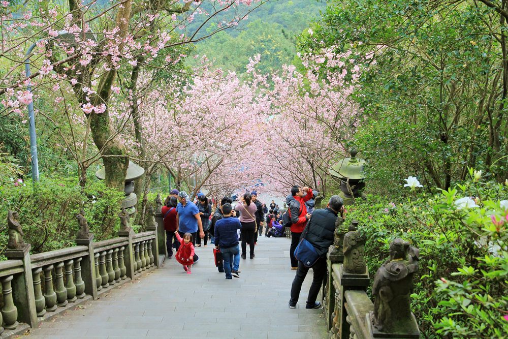 內湖櫻花季 | 碧山巖元覺寺粉紅風暴，和風味粉嫩櫻花浪漫綻放中！