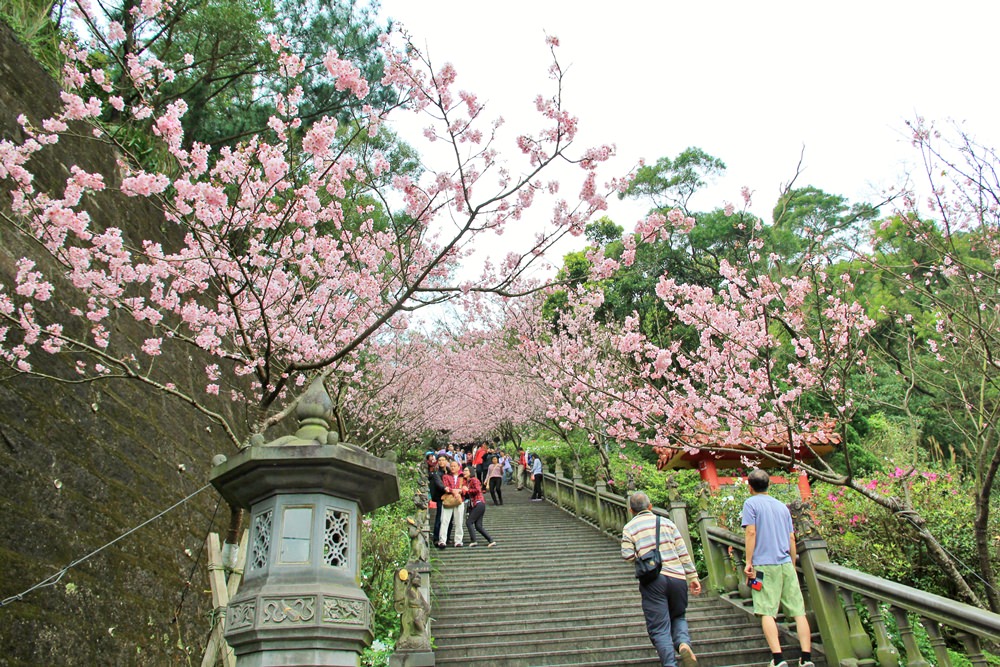 內湖櫻花季 | 碧山巖元覺寺粉紅風暴，和風味粉嫩櫻花浪漫綻放中！