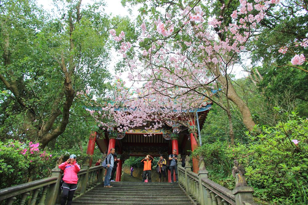 內湖櫻花季 | 碧山巖元覺寺粉紅風暴，和風味粉嫩櫻花浪漫綻放中！