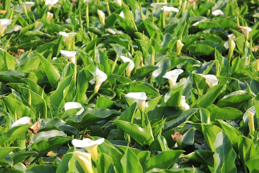 陽明山竹子湖海芋季 | 季節限定色！浪漫白色海芋花田美麗盛開中～