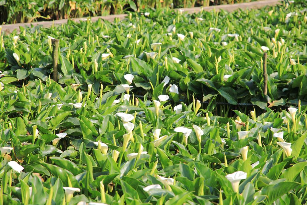 陽明山竹子湖海芋季 | 季節限定色！浪漫白色海芋花田美麗盛開中～